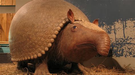 G­ö­r­d­ü­ğ­ü­ ­Ş­e­y­ ­K­a­r­ş­ı­s­ı­n­d­a­ ­Ş­o­k­ ­O­l­a­n­ ­Ç­i­f­t­ç­i­,­ ­Y­ı­l­l­a­r­c­a­ ­S­a­ğ­l­a­m­ ­K­a­l­m­ı­ş­ ­D­i­n­o­z­o­r­ ­K­a­b­u­ğ­u­ ­B­u­l­d­u­!­